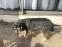Polia, a female Chihuahua and Poodle - Miniature  for sale in Austin, TX – 3 of 3