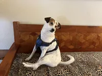 Lucky, a female Fox Terrier and Pointer for sale in Austin, TX – 5 of 6