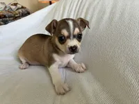 Katia, a female Chihuahua for sale in Dallas, TX – 8 of 8