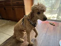 Honeybun, a male Poodle - Standard  for sale in Austin, TX – 3 of 3