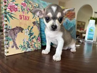 Phoenix, a male Chihuahua for sale in Fort Worth, TX – 4 of 10