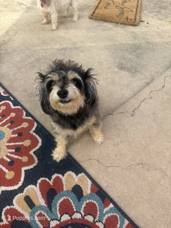 Polia – Chihuahua, Poodle - Miniature  puppy for sale in Austin, TX
