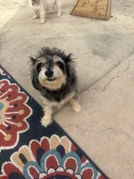 Polia, a female Chihuahua and Poodle - Miniature  for sale in Austin, TX – 1 of 3