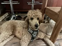 Honeybun, a male Poodle - Standard  for sale in Austin, TX – 7 of 9