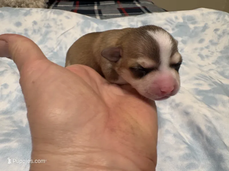 Katia – Chihuahua puppy for sale in San Antonio, TX