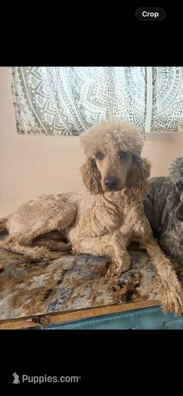 Bobby – Poodle - Standard  puppy for sale in Fort Worth, TX