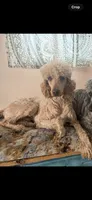 Bobby, a male Poodle - Standard  for sale in Houston, TX – 1 of 5