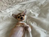 Rune, a male Chihuahua for sale in Austin, TX – 9 of 9
