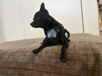 Aquario, a male Chihuahua for sale in Austin, TX – 9 of 9
