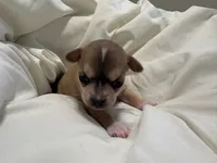 Luna, a female Chihuahua for sale in Houston, TX – 7 of 7