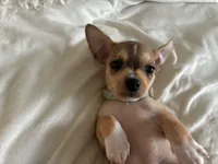Rune, a male Chihuahua for sale in Austin, TX – 8 of 9