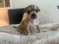 Rune, a male Chihuahua for sale in Dallas, TX – 3 of 9