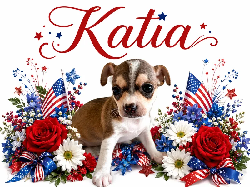 Katia – Chihuahua puppy for sale in Houston, TX