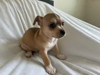 Rune, a male Chihuahua for sale in Dallas, TX – 9 of 9