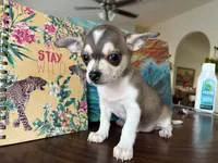 Phoenix, a male Chihuahua for sale in Fort Worth, TX – 5 of 10