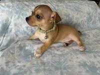 Rune, a male Chihuahua for sale in Austin, TX – 4 of 9