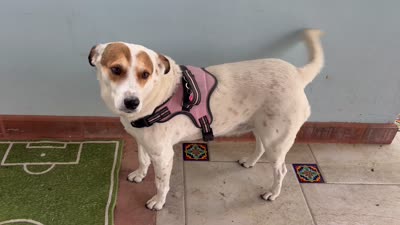 Lucky, a female Fox Terrier and Pointer for sale in Austin, TX – 4 of 6