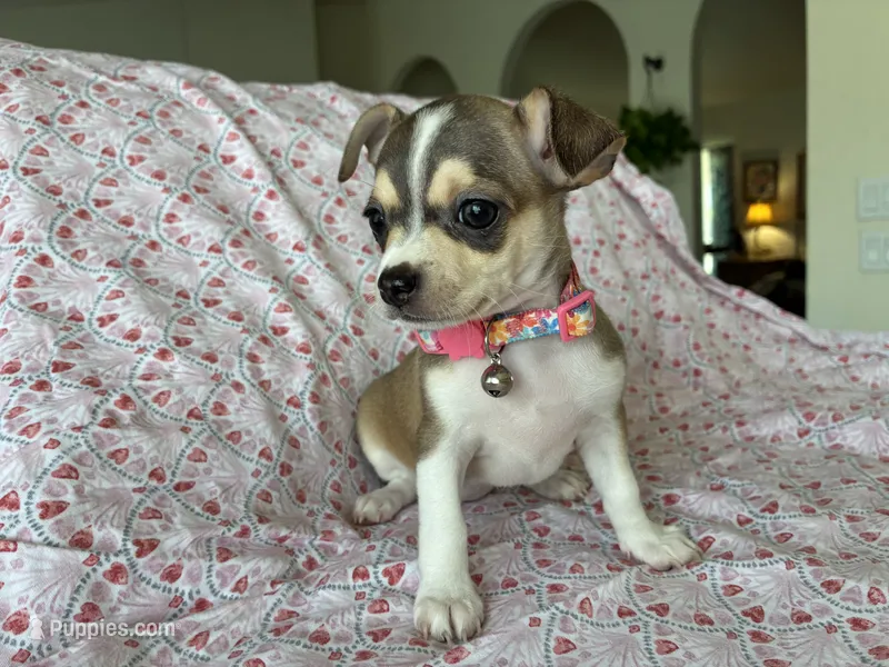 Katia – Chihuahua puppy for sale in Dallas, TX