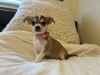Katia, a female Chihuahua for sale in San Antonio, TX – 9 of 9