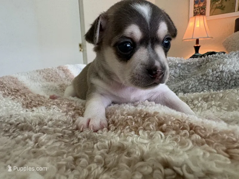 Phoenix – Chihuahua puppy for sale in Houston, TX