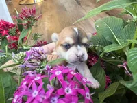 Luna, a female Chihuahua for sale in Houston, TX – 2 of 7