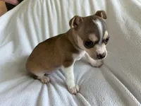 Katia, a female Chihuahua for sale in Dallas, TX – 7 of 8