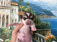 Phoenix, a male Chihuahua for sale in Houston, TX – 3 of 5