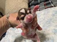 Phoenix, a male Chihuahua for sale in San Antonio, TX – 3 of 3