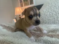 Rune, a male Chihuahua for sale in Dallas, TX – 4 of 9
