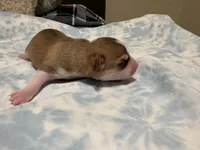 Katia, a female Chihuahua for sale in San Antonio, TX – 3 of 3