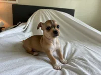 Rune, a male Chihuahua for sale in Dallas, TX – 6 of 9