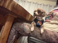 Maya, a female Shihpoo and Poodle - Toy  for sale in Austin, TX – 3 of 9