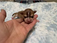 Rune, a male Chihuahua for sale in San Antonio, TX – 2 of 2