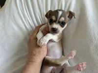 Katia, a female Chihuahua for sale in Dallas, TX – 6 of 8