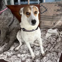 Lucky, a female Fox Terrier and Jack Russell Terrier for sale in San Antonio, TX – 2 of 8