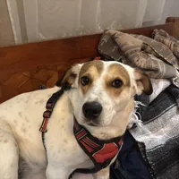 Lucky, a female Fox Terrier and Jack Russell Terrier for sale in San Antonio, TX – 7 of 8