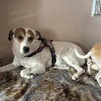 Lucky, a female Fox Terrier and Jack Russell Terrier for sale in San Antonio, TX – 8 of 8