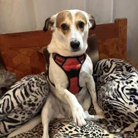 Lucky, a female Fox Terrier and Jack Russell Terrier for sale in San Antonio, TX – 1 of 8