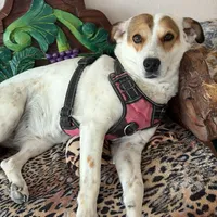 Lucky, a female Fox Terrier and Jack Russell Terrier for sale in San Antonio, TX – 4 of 8