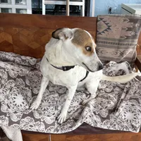 Lucky, a female Fox Terrier and Jack Russell Terrier for sale in San Antonio, TX – 5 of 8