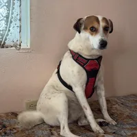 Lucky, a female Fox Terrier and Jack Russell Terrier for sale in San Antonio, TX – 6 of 8