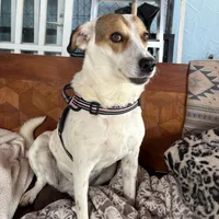 Lucky, a female Fox Terrier and Jack Russell Terrier for sale in San Antonio, TX – 3 of 8