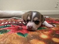 Rune, a male Chihuahua for sale in Houston, TX – 7 of 8