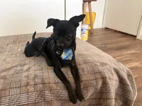 Aquario, a male Chihuahua for sale in Austin, TX – 1 of 9