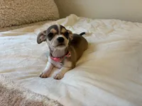 Katia, a female Chihuahua for sale in San Antonio, TX – 6 of 9