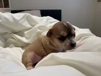Luna, a female Chihuahua for sale in Houston, TX – 6 of 7