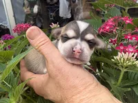 Phoenix, a male Chihuahua for sale in Houston, TX – 5 of 5