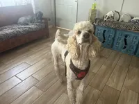 Nicky, a male Poodle - Standard  for sale in San Antonio, TX – Photo 4 of 6