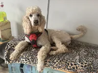 Nicky, a male Poodle - Standard  for sale in San Antonio, TX – Photo 5 of 6