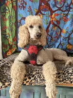 Nicky, a male Poodle - Standard  for sale in San Antonio, TX – Photo 3 of 6